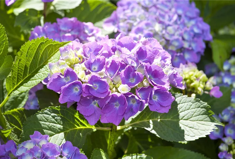Hydrangea macrophylla