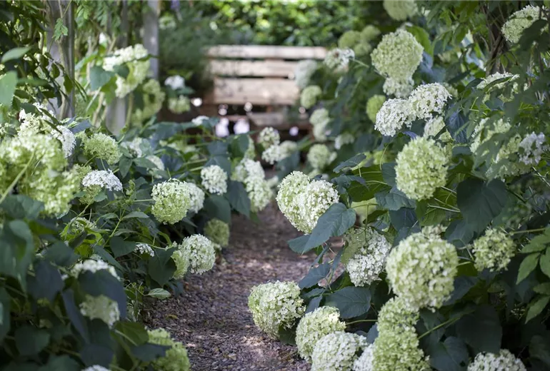 Hydrangea arborescens 'Annabelle'