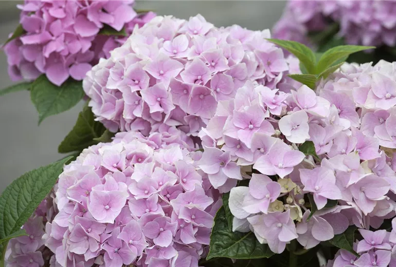 Hydrangea macrophylla