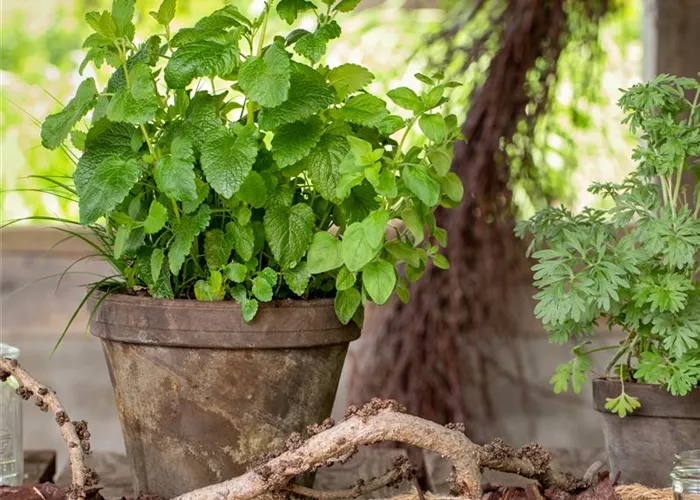 Bepflanzungen Bepflanzungen