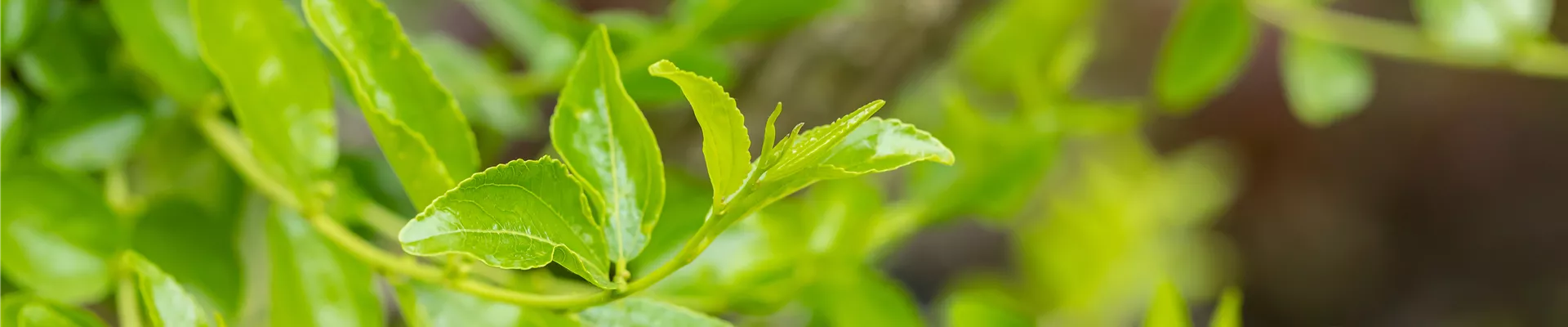 GS762893.jpg GS762893.jpg