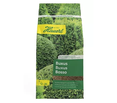 Buxus Buxus