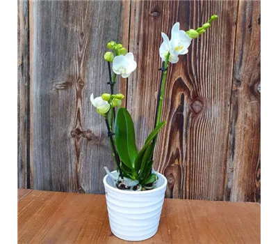 Orchidee weiss mit Topf