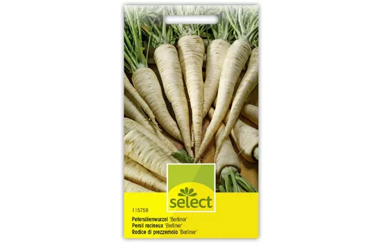 Petersilienwurzel 'Berliner'