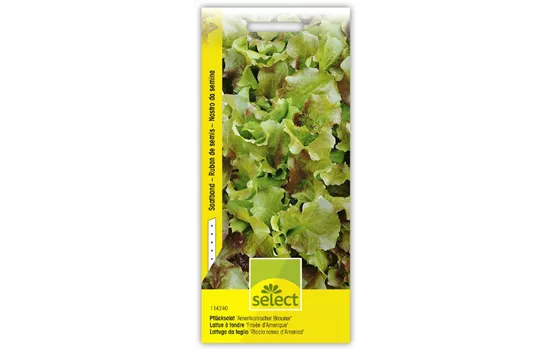Pflücksalat 'Amerikanischer Brauner'