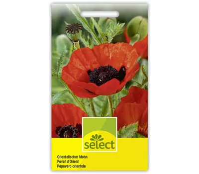 Orientalischer Mohn Orientalischer Mohn