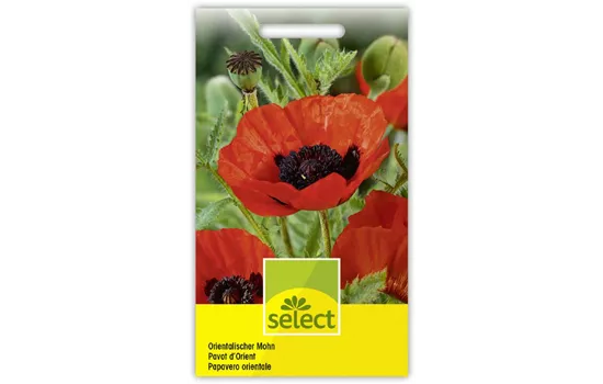 Orientalischer Mohn
