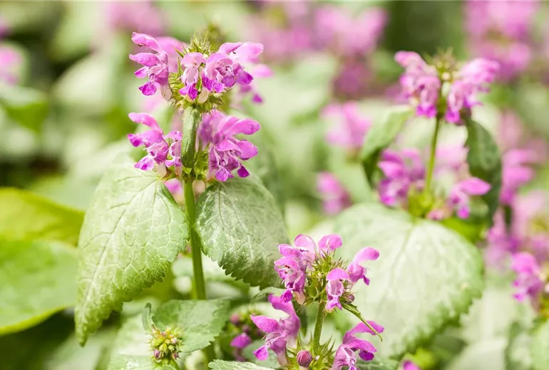 Lamium maculatum