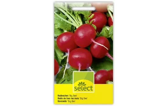 Radieschen 'Big Ben'