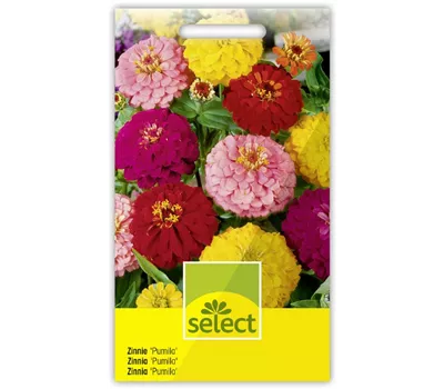 Zinnia 'Pumila' halbhohe Mischung Zinnia 'Pumila' halbhohe Mischung