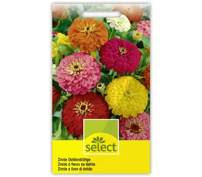 Zinnia Dahlienblütige Riesen-Mischung Zinnia Dahlienblütige Riesen-Mischung
