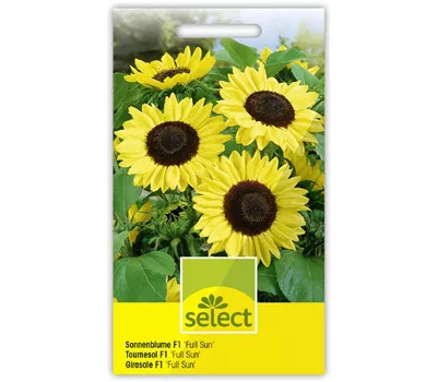Helianthus 'Full Sun F1' Sonnenblume