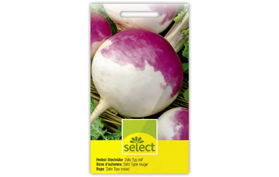 Herbst-Steckrübe 'Zefa Typ rot'