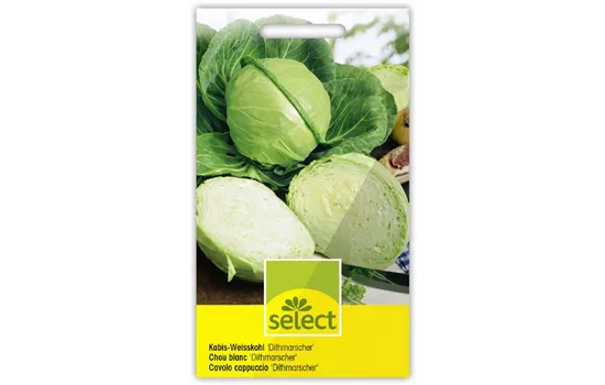 Kabis-Weisskohl 'Dithmarscher'