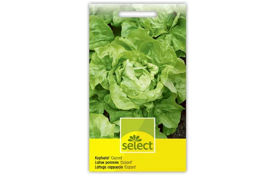Kopfsalat 'Cazard'