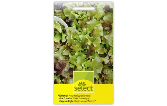 Pflücksalat 'Australischer Gelber'