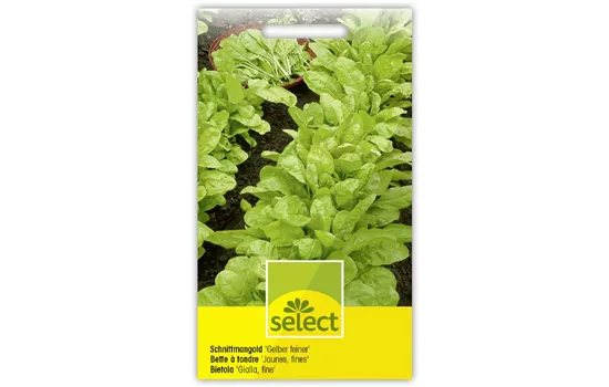 Schnittmangold 'Gelber feiner'
