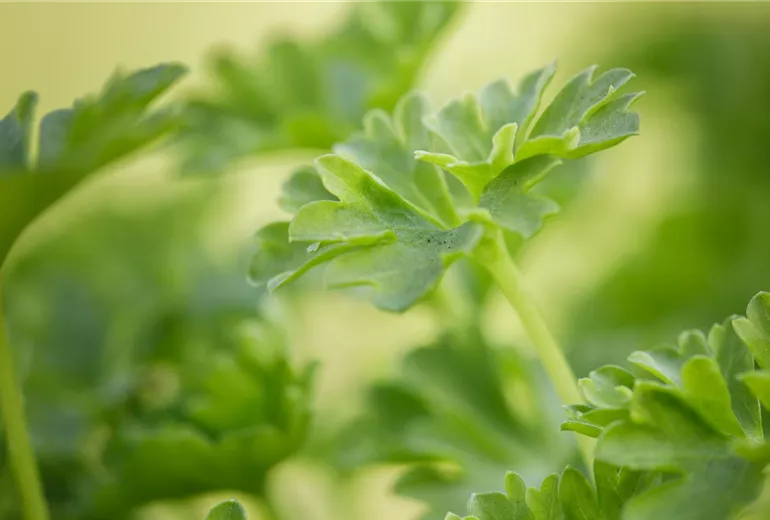 Petroselinum crispum