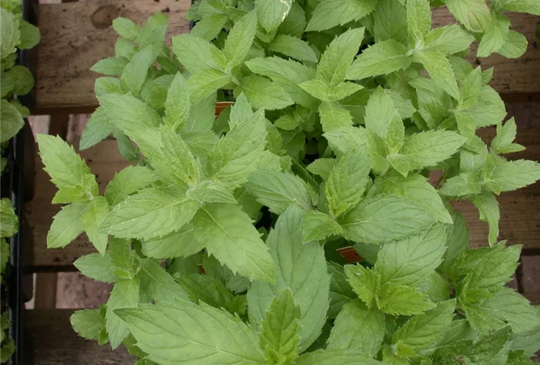 Mentha spicata 'Swiss'