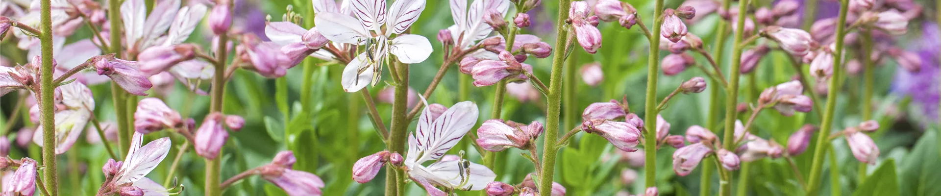 GS491460.jpg GS491460.jpg