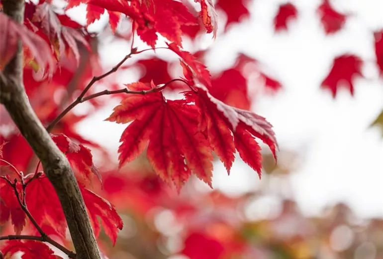 Acer japonicum 'Vitifolium'