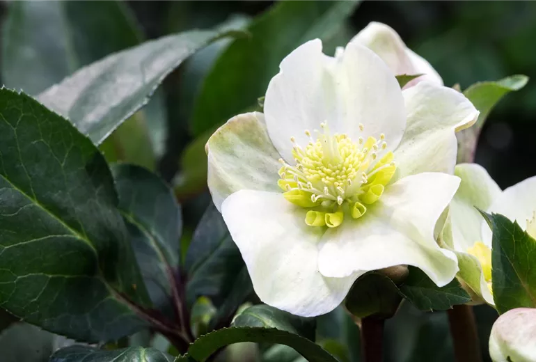 Helleborus x ericsmithii 'HGC Shooting Star'®