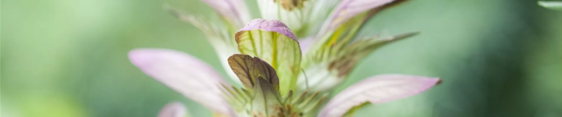 Acanthus hungaricus