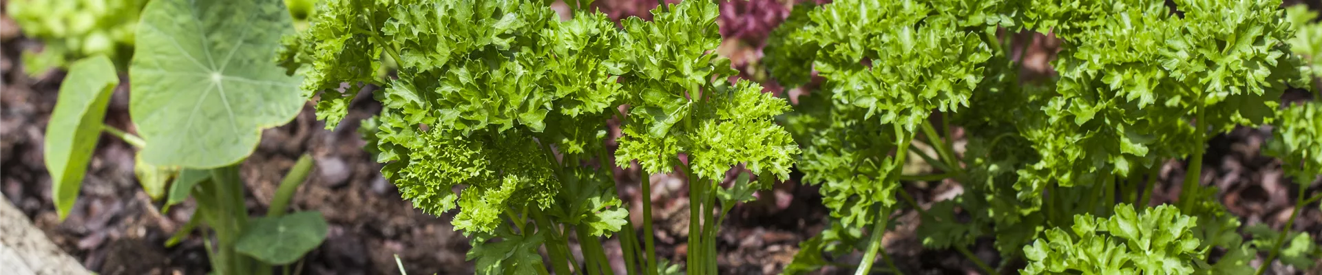 GS494190.jpg GS494190.jpg