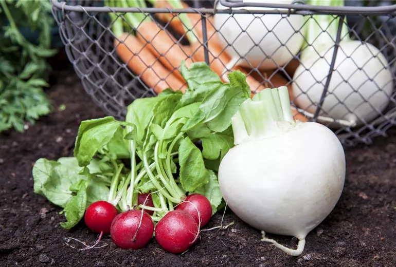 Raphanus sativus var. sativus