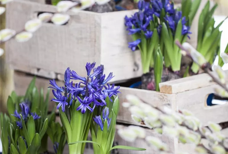 Hyacinthus multiflora