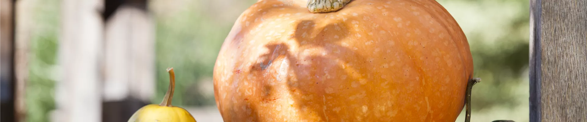 GS502919.jpg GS502919.jpg