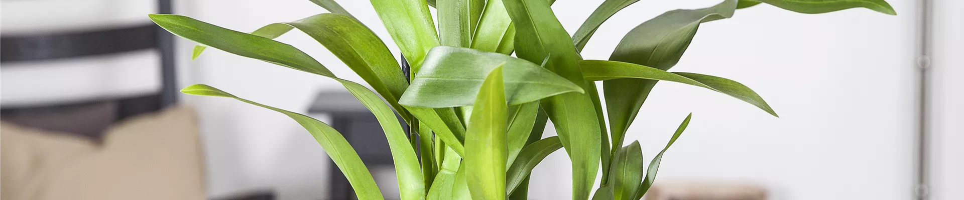 GS426271.jpg GS426271.jpg