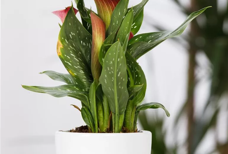 Zantedeschia aethiopica