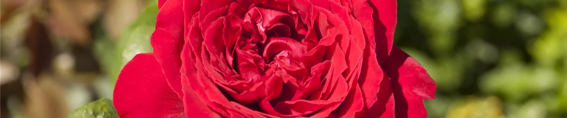 GS517099.jpg GS517099.jpg