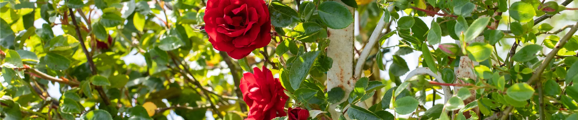 GS665693.jpg GS665693.jpg