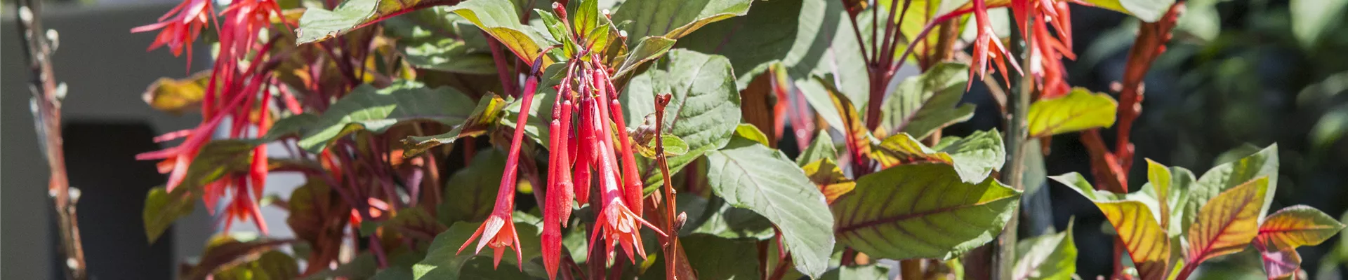 GS410699.jpg GS410699.jpg