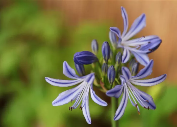 Afrikanische Schmucklilie - Einpflanzen in ein Gefäss