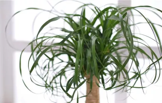 Elefantenfuss - Einpflanzen in ein Gefäss Elefantenfuss - Einpflanzen in ein Gefäss