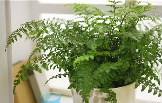 Nestfarn - Einpflanzen in ein Gefäss