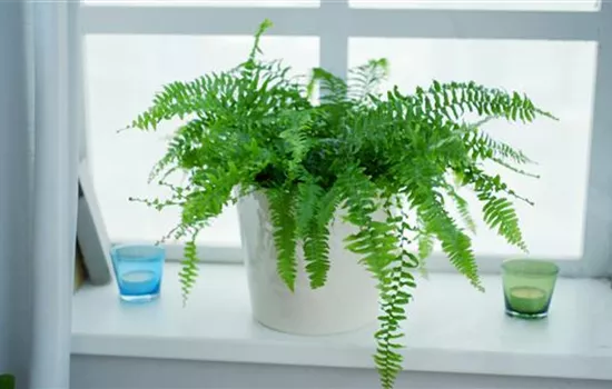 Schwertfarn - Einpflanzen in ein Gefäss