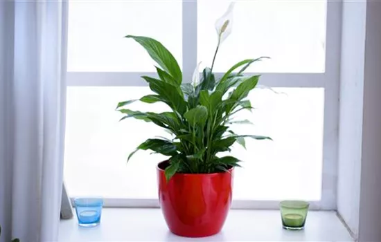 Scheidenblatt - Einpflanzen in ein Gefäss