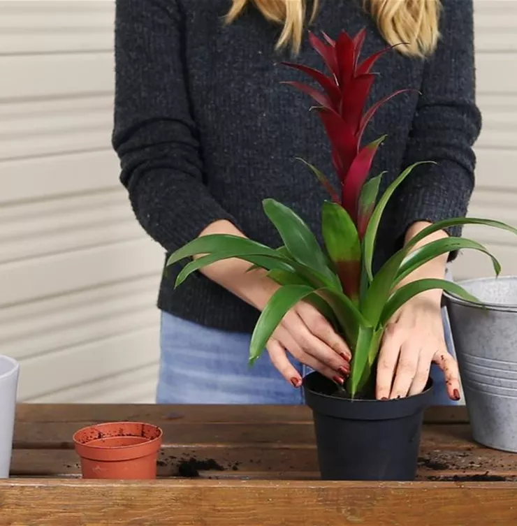 Bromelie - Einpflanzen in ein Gefäss