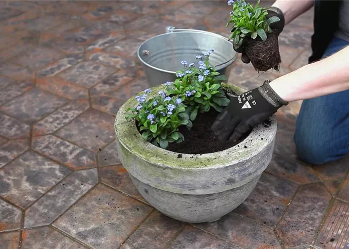 Vergissmeinnicht - Einpflanzen in ein Gefäss