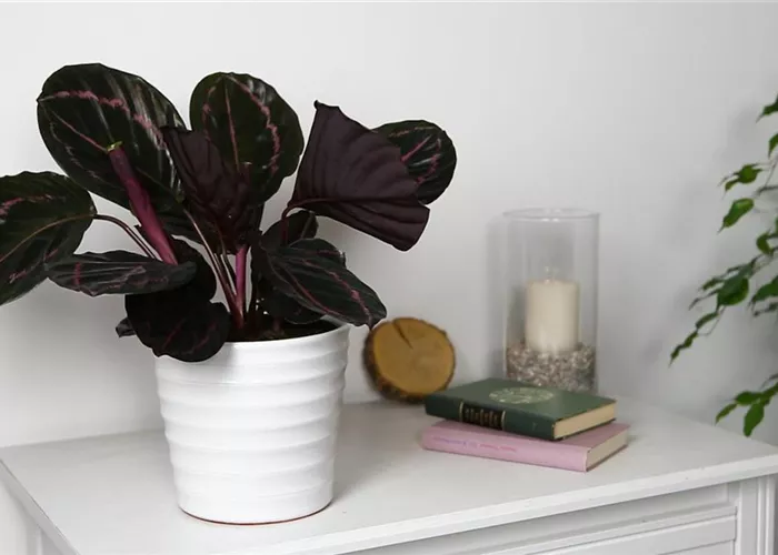 Korbmarante - Einpflanzen in ein Gefäss