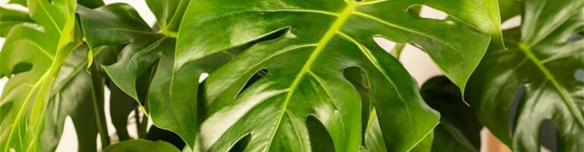 GS638653.jpg GS638653.jpg