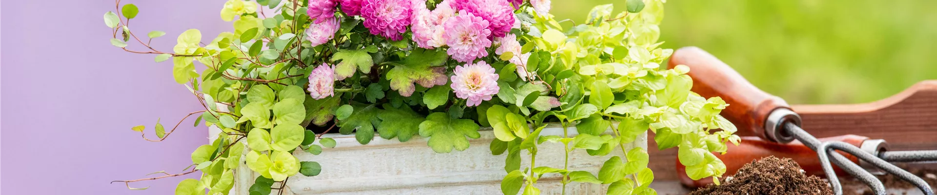 GS673139-0-0-6499-3655.jpg GS673139-0-0-6499-3655.jpg