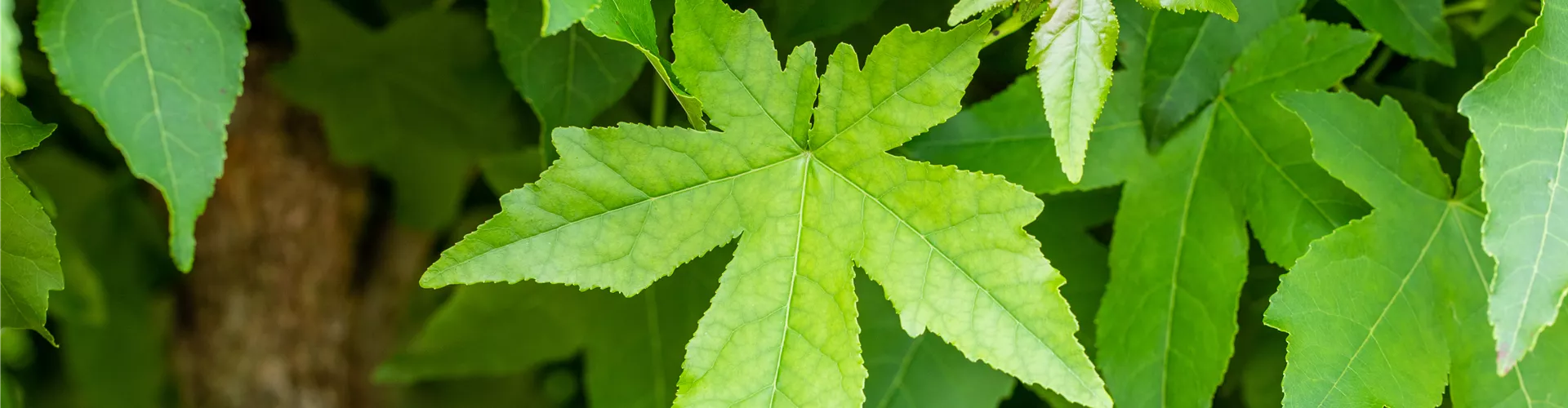 GS733788.jpg GS733788.jpg