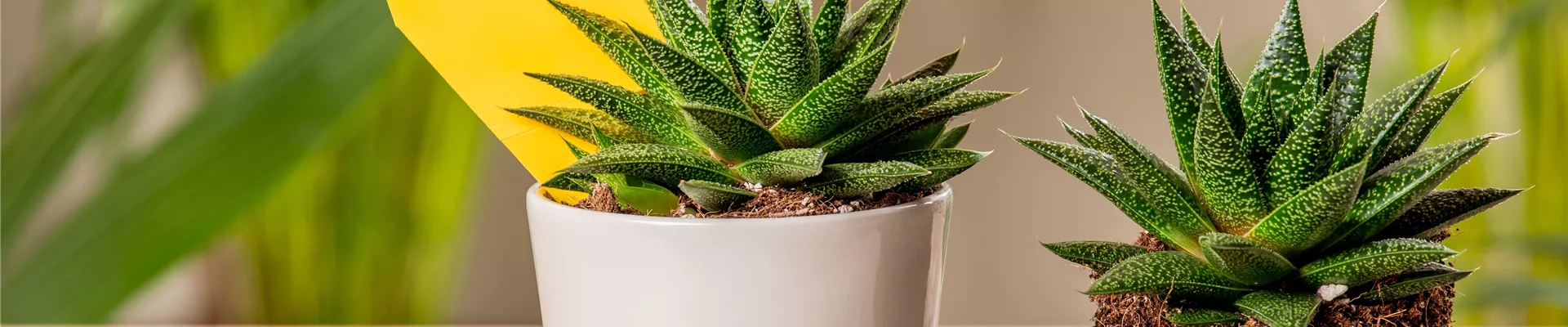 GS703718-0-0-6524-3669.jpg GS703718-0-0-6524-3669.jpg