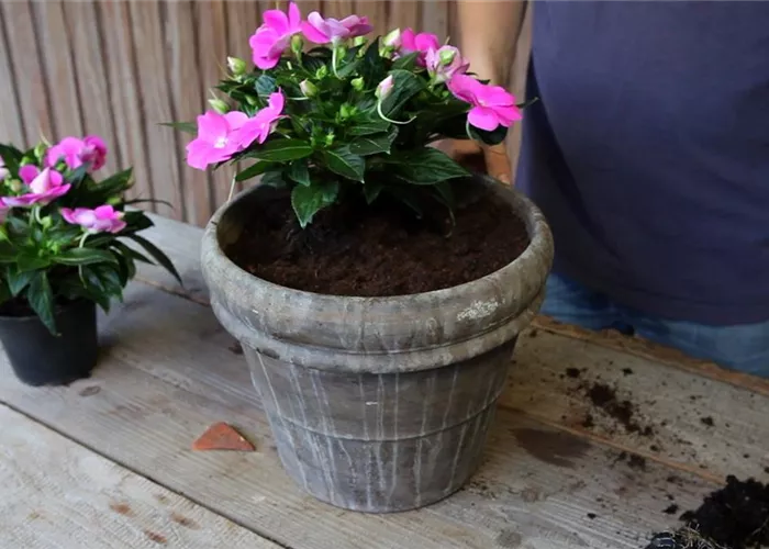 Edellieschen - Einpflanzen in ein Gefäss