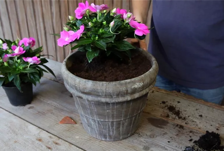 Edellieschen - Einpflanzen in ein Gefäß (4)